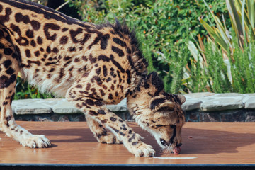 Cheetah