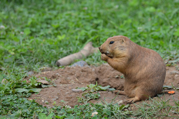 Prairie dog