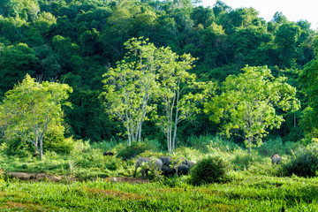 Fototapeta na wymiar group of big wild elephant with family and big wild bull in the forest of national park. thailand.