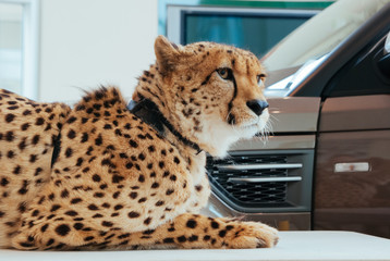 Cheetah