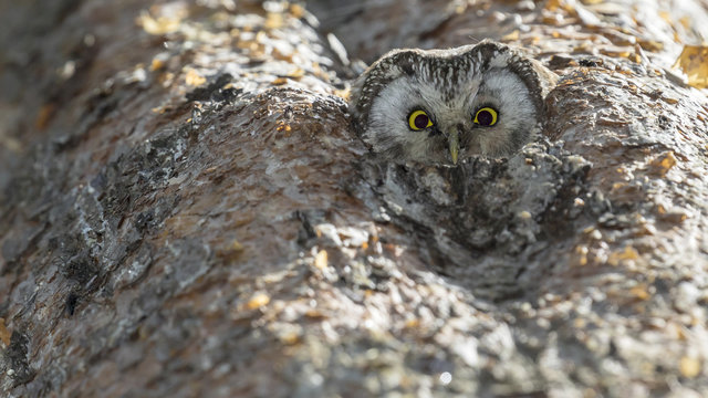 foto natura