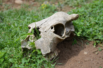 Cow skull