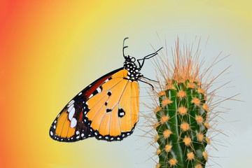 Butterfly   - Stock Image 