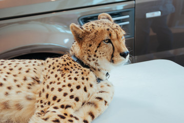 Cheetah at veterinarians