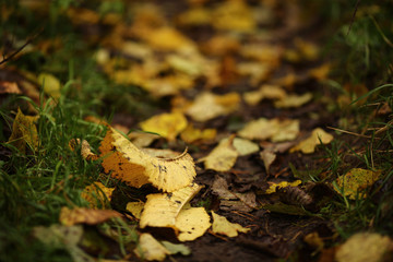 Жёлтые листья на земле