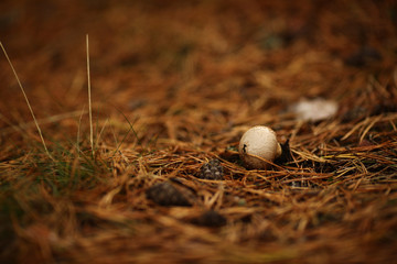 Гриб дождевик растёт в сосновой хвое © vasilaleksandrov