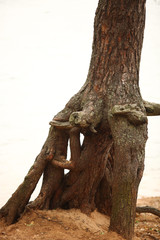 Вымытый водой корень сосны © vasilaleksandrov