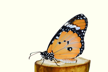 Fototapeta na wymiar Butterfly - Stock Image 