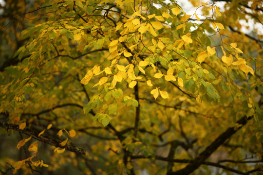 Дерево ольха с жёлтыми листьями