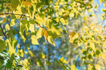 Birch branches with yellow and orange leaves in the background foliage. In the background is trees with autumn leaves of yellow, orange, green and red. Day, the sun is shining. Visible blue sky.