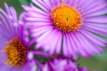 Obraz premium Pink autumn flower close up.