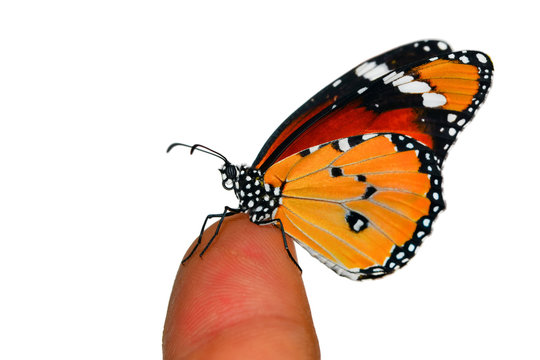 butterfly at your fingertips