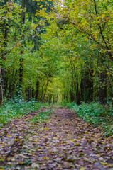 autumn forest landscape with golden leaves and beautiful nature, a beautiful picture outdoor