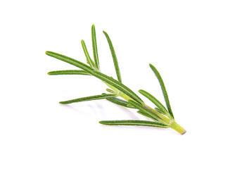 Fototapeta premium Rosemary isolated on white background