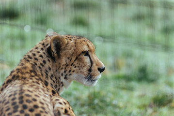 Cheetah
