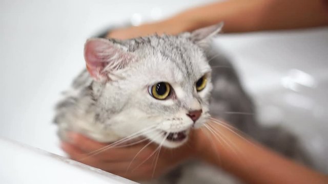 Washing cat on bathroom