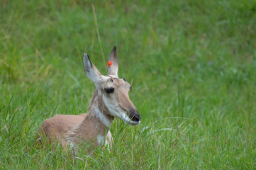 Pronghorn laying in the grass