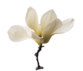 Witte magnolia. Romige bloesem van witte magnoliaboom. Magnoliabloem in Botanische tuin. decoratie van enkele magnoliabloemen