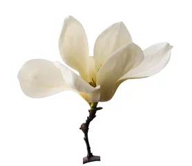 Fototapete Magnolie Weiße Magnolie. Cremige Blüte des weißen Magnolienbaums. Magnolienblume im Botanischen Garten. Dekoration von wenigen Magnolienblüten