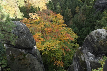 Herbstbaum und Felsen