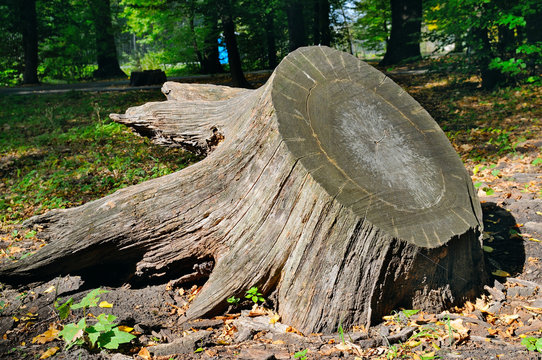 Old Tree Stump In Autumn Park