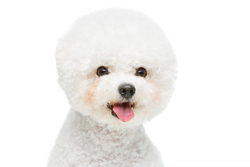 beautiful bichon frisee dog