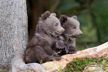 Brown bear cub © byrdyak