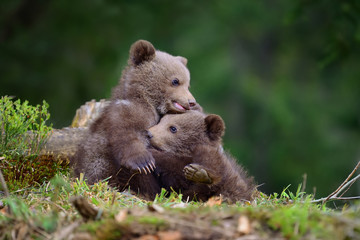 Fototapeta premium Brown bear cub