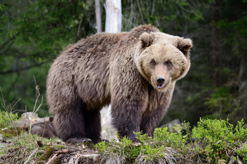 Obraz premium Big brown bear in the forest