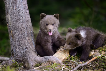 Young brown bear in the forest