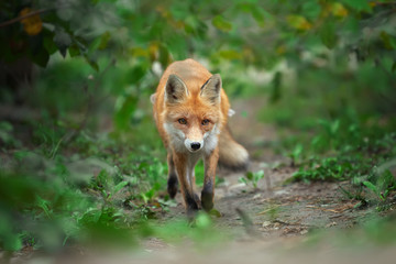 Portrait of a red fox (Vulpes vulpes)