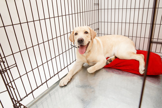 Dog in cage. Isolated background. Happy labrador lies in an iron box