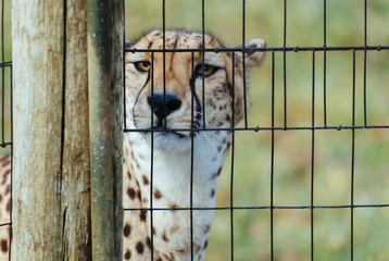 Cheetah - 176730512