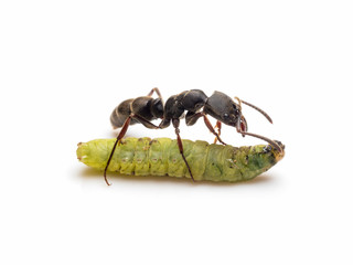 Extreme close-up image of Pachycondyla rufipes worker ant killing and transporting dead green worm on white background