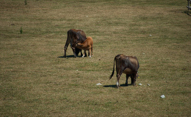 Fototapeta na wymiar view grazing cows