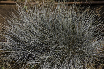 Blue fescue evergreen plant on garden bed from side 