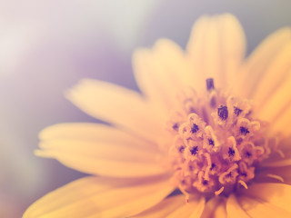 Fototapeta premium Close up image of heart shape pollen of yellow daisy flower in cross process color filter, Soft and selective focus