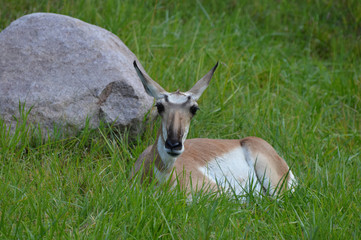 Pronghorn laying in the grass