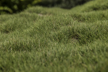 Bumpy green zoysia creeping grass leaves background closeup 