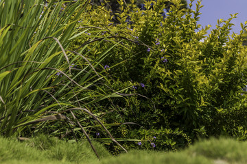 Green and yellow bushes with purple flowers and fruit blurred bumpy zoysia creeping grass in front