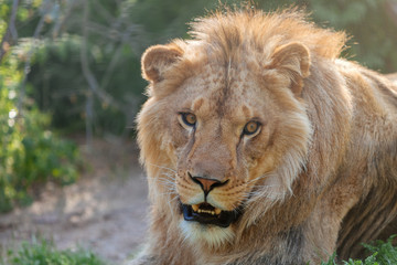 Lion