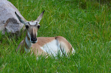 Pronghorn laying in the grass