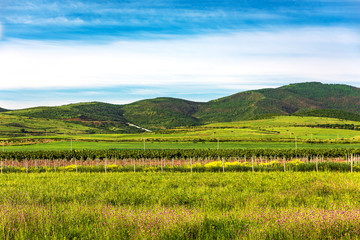 Fototapeta premium Grape plantations