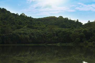 Fototapeta premium The green forest on the water.