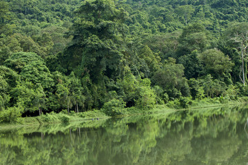 The green forest on the water.