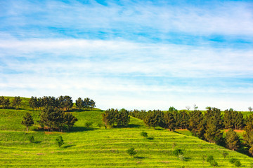 Trees on green hills