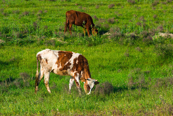 Cow on meadow