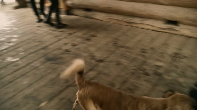 Stray dog running among crowd, people passing by carelessly, human indifference
