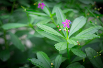 Little purple flowers in the green garden