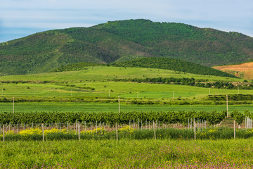 Vineyards